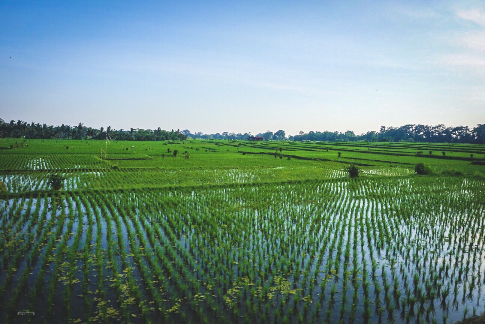 Rice Fields 