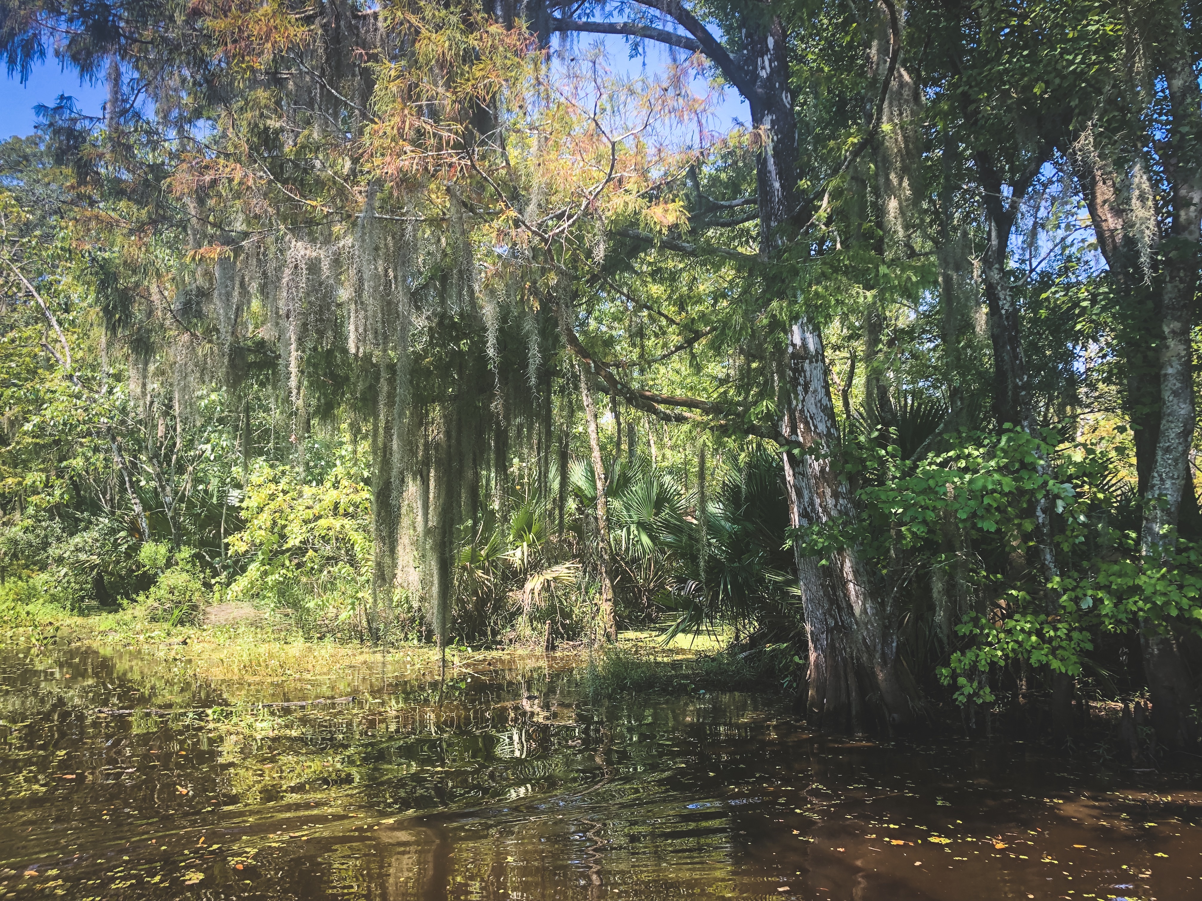 Swamp Tour